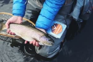 Fly fishing rainbow trout