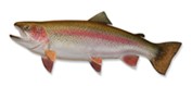 Rainbow trout. What are game fish?