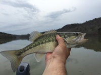 What are game fish? Spotted bass.
